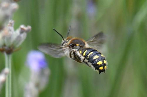Anthidium septemspinosum
